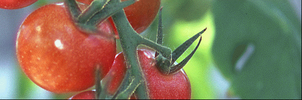 Greenfarm_Tomato