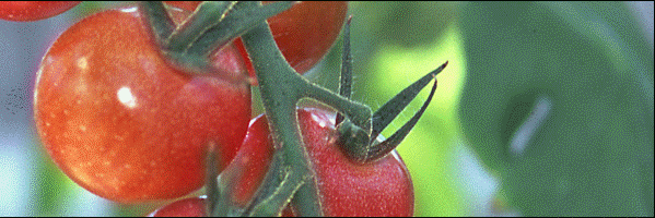 Greenfarm_Tomato