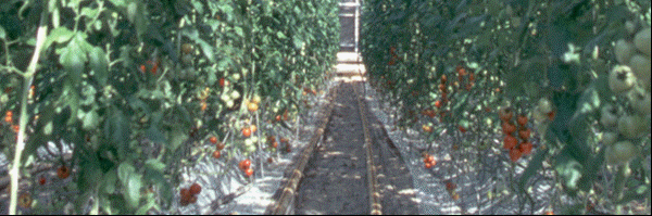 Greenfarm_Tomato