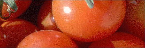 Greenfarm_Tomato