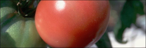 Greenfarm_Tomato